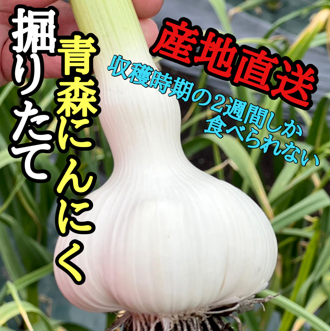 土付き生にんにく5キロ 自然農法 予約限定販売】掘りたて！青森県産 生にんにく LМサイズ混ざり